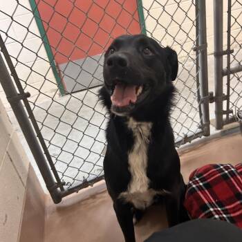 Border Collie Dogs Available for Adoption in Reno, Nevada - Finn | PetCurious