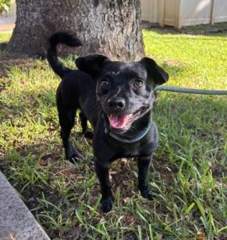 Scampi -  Terrier and Mixed Breed Dog for Adoption in Honolulu, Hawaii - Scampi | PetCurious