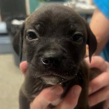 Mixed Breed Dogs Available for Adoption - Ponfarr | PetCurious