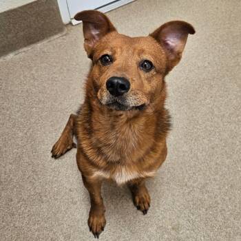 Rescue Chow Chow Dogs for Adoption in Chatham, Virginia - Sammy | PetCurious