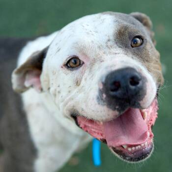 Boulder -  Mixed Breed Dog for Adoption in Memphis, Tennessee - Boulder | PetCurious