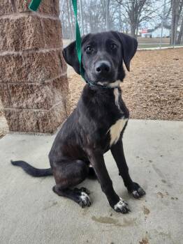 Labrador Retriever Dogs Available for Adoption - Doolie | PetCurious