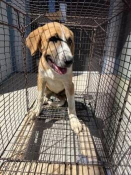 Grasshopper -  Great Pyrenees and Mixed Breed Dog for Adoption in Fresno, California - Grasshopper | PetCurious