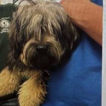 Wickett -  Yorkshire Terrier Dog for Adoption in Normal, Illinois - Wickett | PetCurious