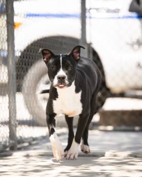 Rescue Labrador Retriever and Mixed Breed Dogs for Adoption in Twentynine Palms, California - Krista | PetCurious