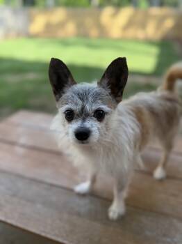 Lobito -  Chihuahua and Yorkshire Terrier Dog for Adoption in Sandy Springs, Georgia - Lobito | PetCurious