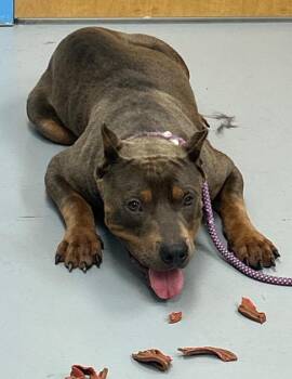 Notorious -  Pit Bull Terrier Dog for Adoption in Hartsville, South Carolina - Notorious | PetCurious