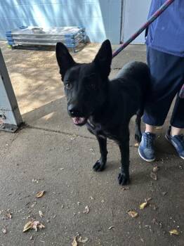 Croissant -  Mixed Breed Dog for Adoption in Mobile, Alabama - Croissant | PetCurious