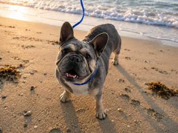 French Bulldog Dogs Available for Adoption in Doral, Florida - MILLIE | PetCurious