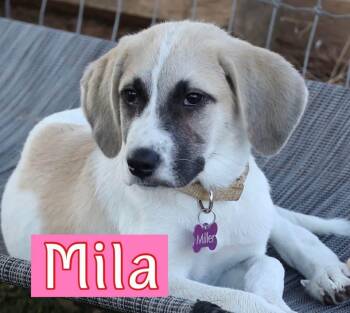 Mila -  Hound Dog for Adoption in Fort Worth, Texas - Mila | PetCurious