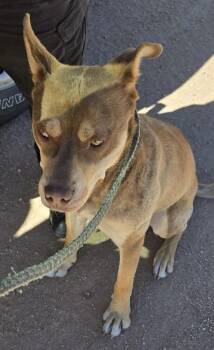 Rescue Husky and Pit Bull Terrier Dogs for Adoption in San Luis, Colorado - Rufus | PetCurious