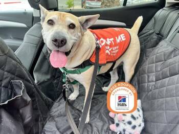 STELLA -  Shar Pei and Mixed Breed Dog for Adoption in Phoenix, Arizona - STELLA | PetCurious
