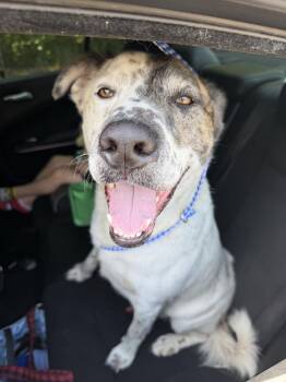 Australian Cattle Dog Blue Heeler Dogs Available for Adoption - Jonah | PetCurious