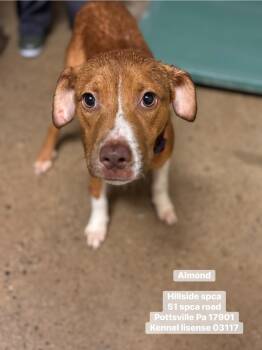 Hound Dogs Available for Adoption in Pottsville, Pennsylvania - Almond | PetCurious