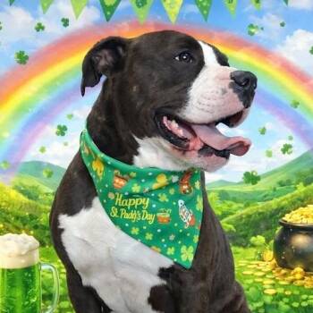 Chop -  Terrier Dog Available for Adoption in West Milton, Ohio - Chop | PetCurious
