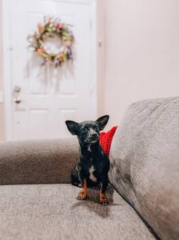 Katniss -  Chihuahua Dog for Adoption in Goodyear, Arizona - Katniss | PetCurious