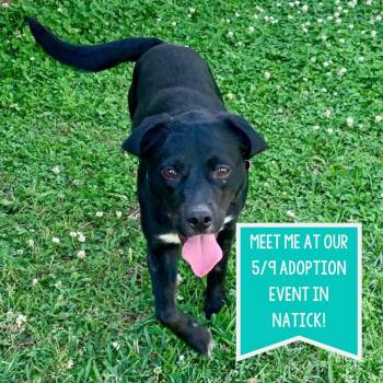 Labrador Retriever Dogs Available for Adoption in Boston, Massachusetts - Rexha | PetCurious