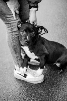 Pit Bull Terrier Dogs Available for Adoption in Frankfort, New York - Lulu | PetCurious