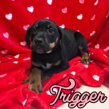 Black And Tan Coonhound and Mixed Breed Dogs Available for Adoption - Trigger | PetCurious
