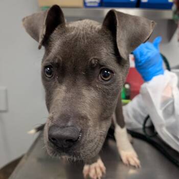 Juicey -  Mixed Breed Dog for Adoption in Greenville, South Carolina - Juicey | PetCurious