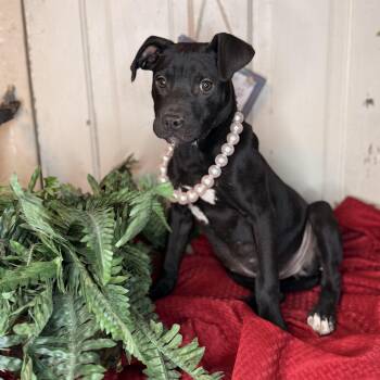 Black Labrador Retriever and Pit Bull Terrier Dogs Available for Adoption - Anita | PetCurious