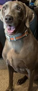 Misty -  Weimaraner Dog for Adoption in Fayetteville, Arkansas - Misty | PetCurious