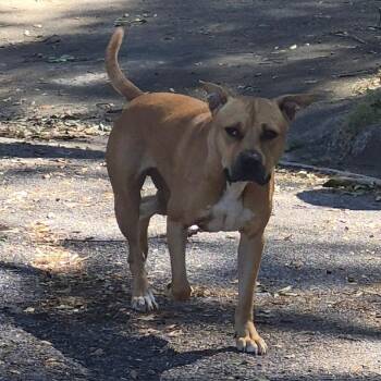 10/12/2026-Stray-AbingdonCourt-"Buster" -  Mixed Breed Dog for Adoption in Columbus, Georgia - 10/12/2026-Stray-AbingdonCourt-"Buster" | PetCurious