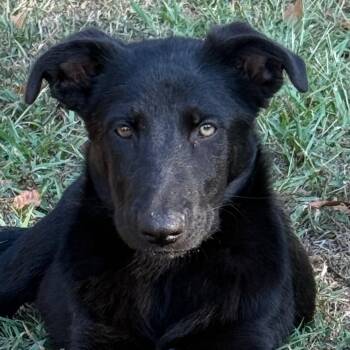 Neptune -  German Shepherd Dog Dog for Adoption in Jacksonville, Arkansas - Neptune | PetCurious