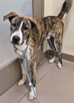 Tank -  Staffordshire Bull Terrier and Husky Dog for Adoption in Christiansburg, Virginia - Tank | PetCurious