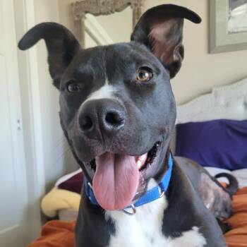 TJ -  Pit Bull Terrier Dog for Adoption - TJ | PetCurious