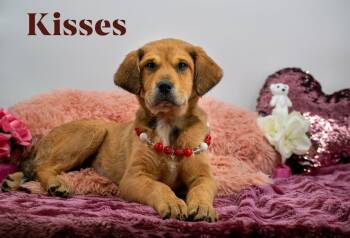 Golden Retriever Dogs Available for Adoption - Kisses | PetCurious