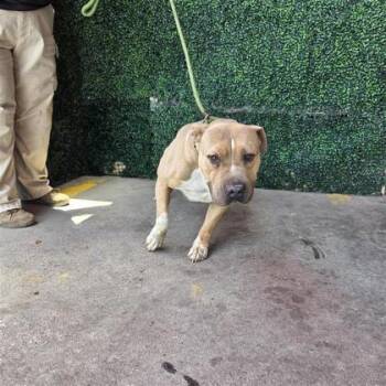 JHONWEEK FULLER -  Pit Bull Terrier and Mixed Breed Dog for Adoption in El Paso, Texas - JHONWEEK FULLER | PetCurious