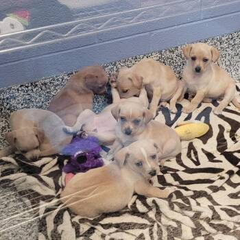Mercury -  Chihuahua and Mixed Breed Dog for Adoption in Madisonville, Tennessee - Mercury | PetCurious