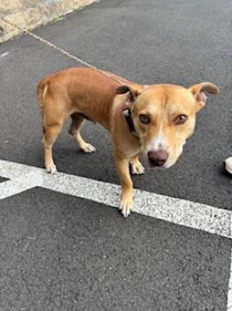 Rescue Pit Bull Terrier and Mixed Breed Dogs for Adoption in Honolulu, Hawaii - Luis Fonsi | PetCurious