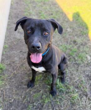 Labrador Retriever and Mixed Breed Dogs Available for Adoption - LEO | PetCurious