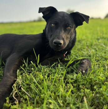 Benson -  Mixed Breed Dog Available for Adoption in Okemah, Oklahoma - Benson | PetCurious