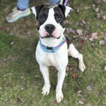 Rescue Mixed Breed Dogs for Adoption in Youngstown, Ohio - Mufasa | PetCurious
