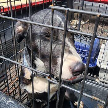 Minnie -  Border Collie and Labrador Retriever Dog for Adoption in Nashville, Tennessee - Minnie | PetCurious