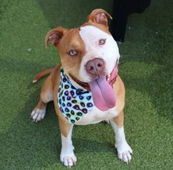 Mixed Breed Dogs Available for Adoption in Athens, Georgia - Harley | PetCurious
