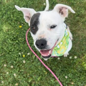 Draco -  Pit Bull Terrier and Mixed Breed Dog for Adoption in Chariton, Iowa - Draco | PetCurious