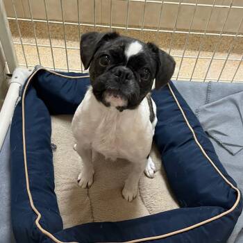 French Bulldog Dogs Available for Adoption - Dulce | PetCurious