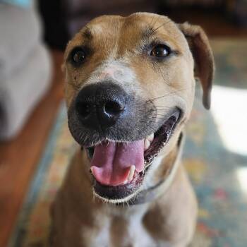 Mixed Breed Dogs Available for Adoption in Northwood, New Hampshire - Zoe | PetCurious