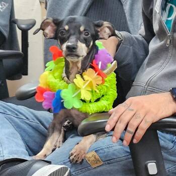 Yelena -  Chihuahua and Mixed Breed Dog for Adoption in Lakeland, Florida - Yelena | PetCurious