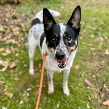 Rescue Cattle Dog and Border Collie Dogs for Adoption in Grand Rapids, Michigan - Ozzy | PetCurious
