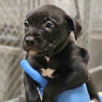 916 (2026) Cora -  Pit Bull Terrier and Rat Terrier Dog for Adoption in Parker, Colorado - 916 (2026) Cora | PetCurious
