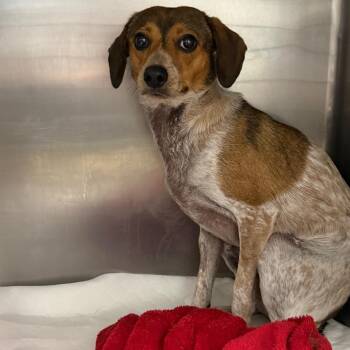 Rumi -  Beagle and Cattle Dog Dog for Adoption in Fort Smith, Arkansas - Rumi | PetCurious