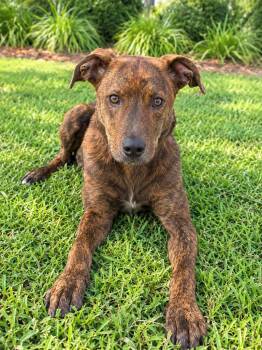 Bean -  Pit Bull Terrier Dog for Adoption in Valdosta, Georgia - Bean | PetCurious