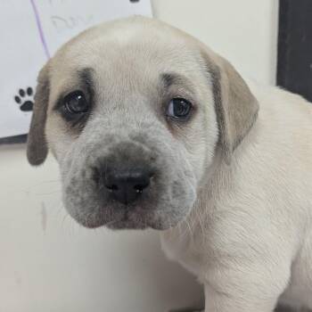 Terrier Dogs Available for Adoption - Little Miss Cheesesteak | PetCurious