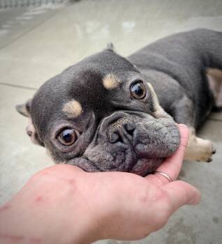 Blu -  French Bulldog Dog for Adoption in Kalamazoo, Michigan - Blu | PetCurious
