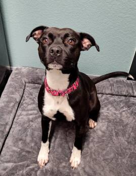 Envy -  Pit Bull Terrier Dog for Adoption in Lisbon, Ohio - Envy | PetCurious